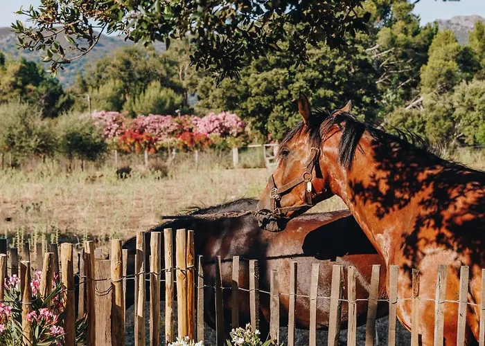 Hébergement de vacances Résidence Di Pigna Magnifique Avec Piscine, De 2 à 6 Personnes Algajola (Corsica)